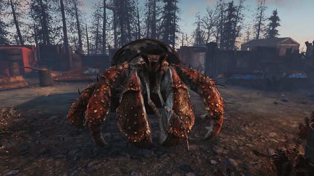 File:Giant hermit crab.jpg