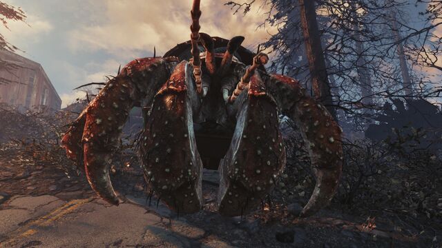 File:Alpha hermit crab.jpg