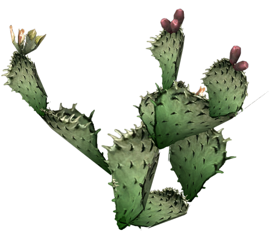 File:Prickly pear cactus.png