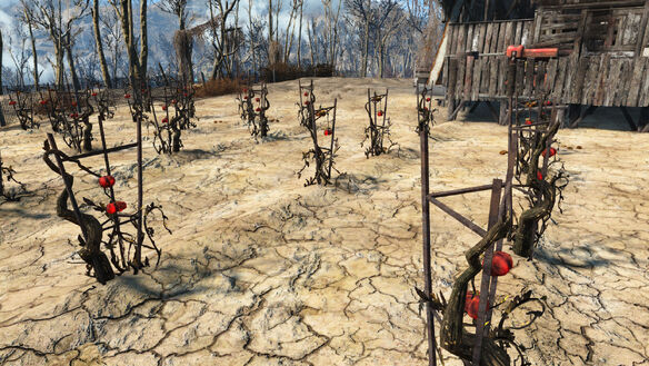 File:FO4-tato-plant.jpg