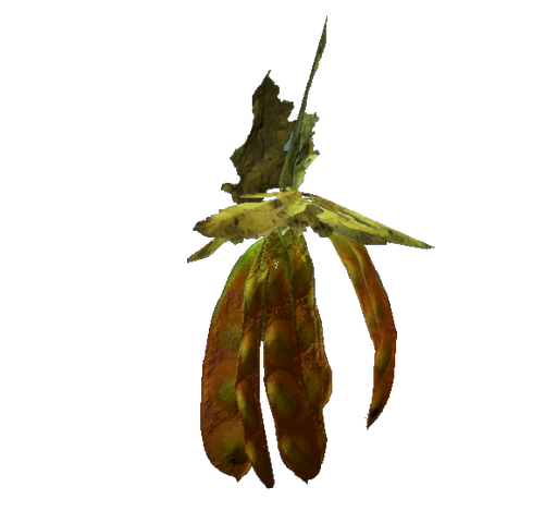 File:Silt bean.png