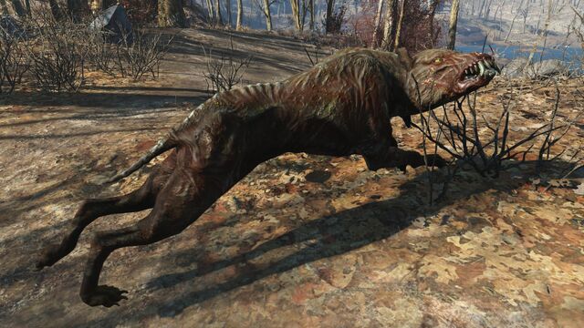 File:FO4 Alpha feral mongrel.jpg