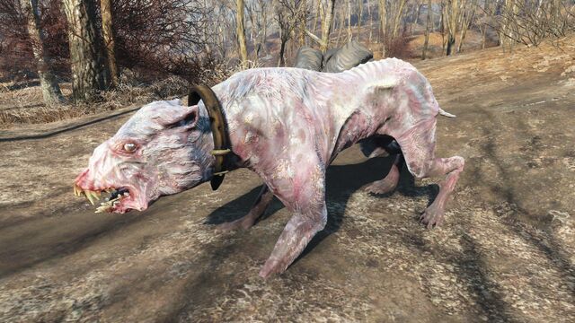 File:FO4 Alpha albino mongrel.jpg