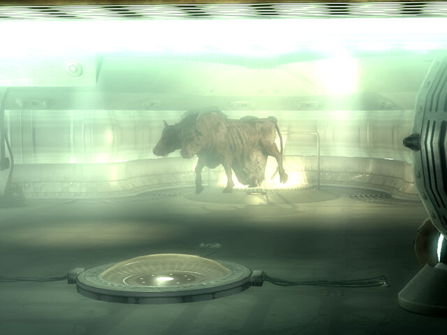 File:Brahmin spawned MZ.jpg