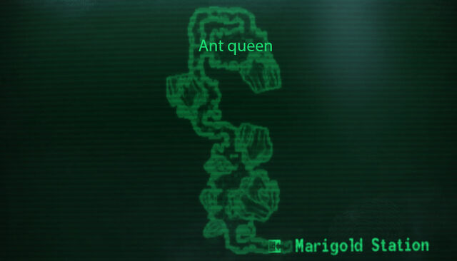File:Queen ants hatchery loc.jpg