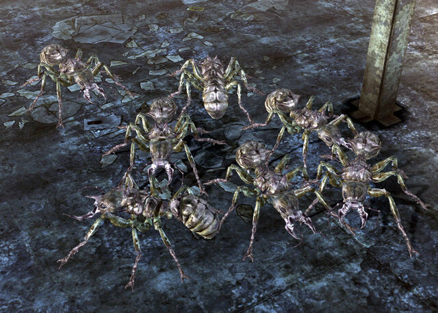 File:Corvega ants.jpg