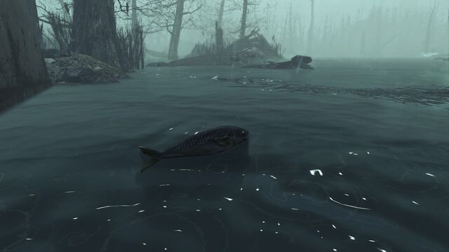 File:Fish Echo Lake Lumber.jpg