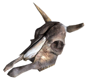 Brahmin Skull