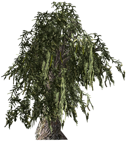 File:HoneyMesquite-plant.png
