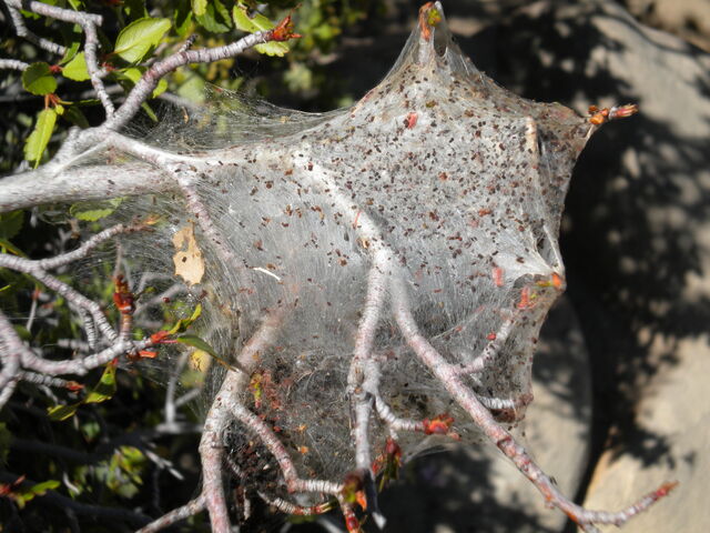 File:Spiderweb.jpg