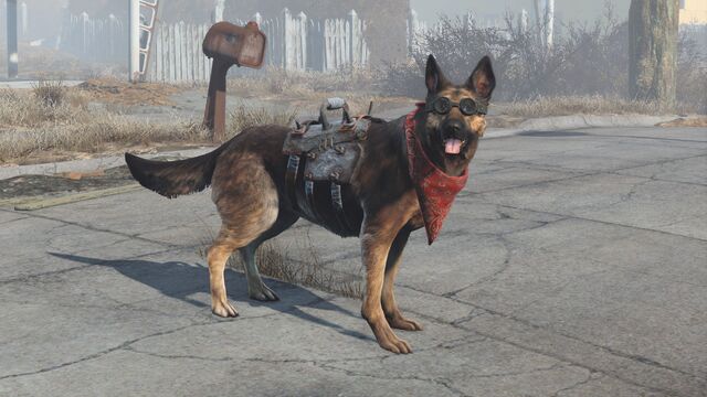 File:Dogmeat equipped items.jpg