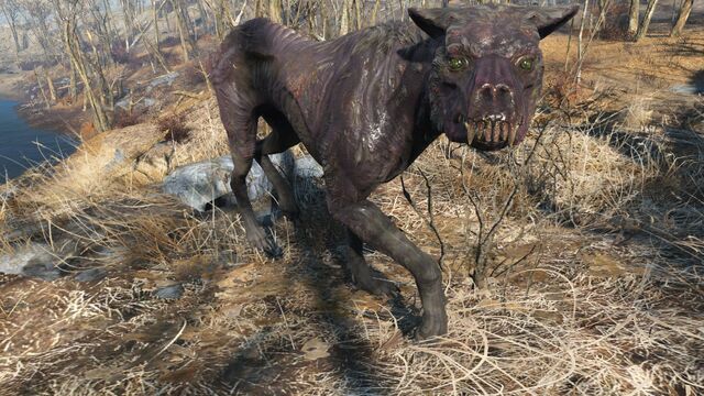 File:FO4 Rabid mongrel.jpg