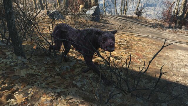 File:FO4 Wild mongrel.jpg