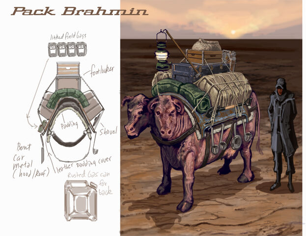 File:Brahmin CA1.jpg