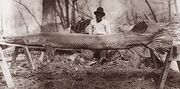 Alligator Gar