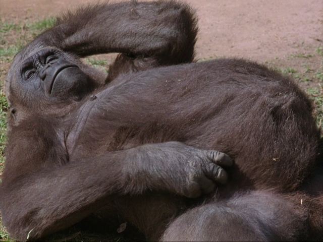 File:Monkeyscratch.png