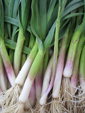 File:Green garlic.jpg