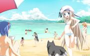 The cures at the beach