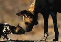 BastavoAdult&Pups