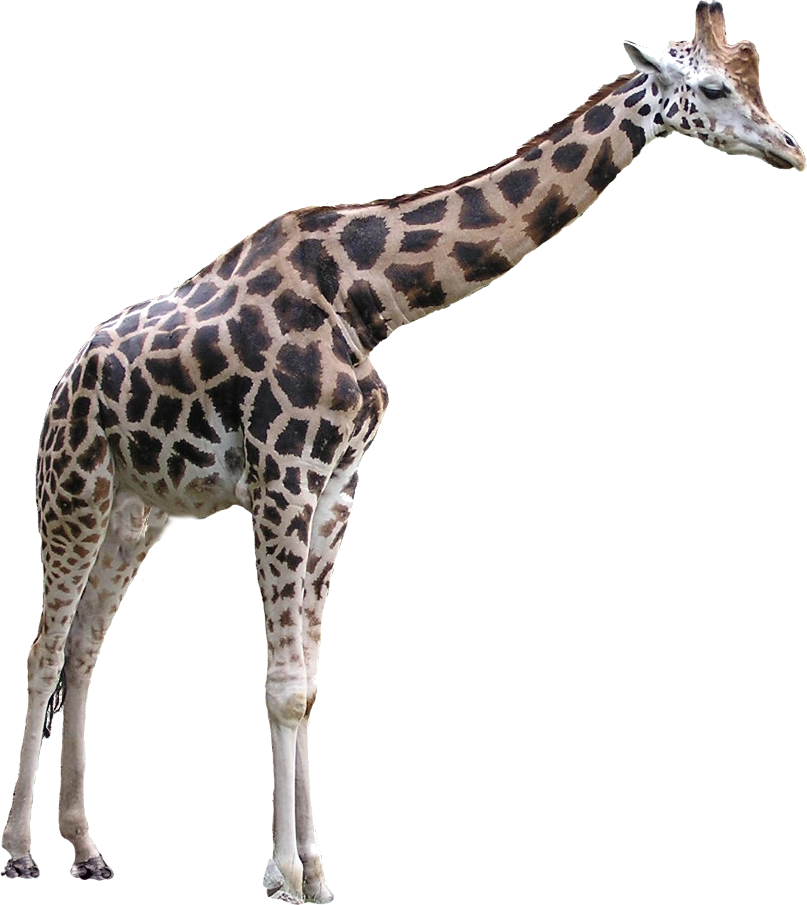 Image - Giraffe.png | Fanon Wiki | FANDOM powered by Wikia