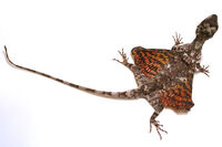 Dracovolans