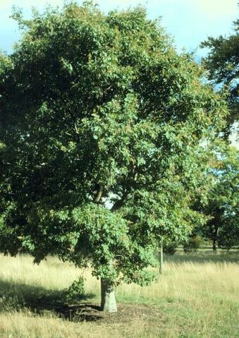 Ficheiro:Fraxinus.jpg