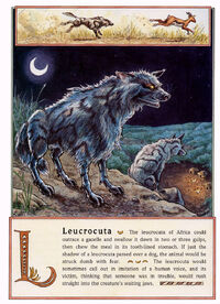 Leucrocuta.jpg