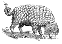 Catoblepas