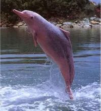 Delfinrosa.jpg
