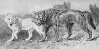 Ellobo.jpg