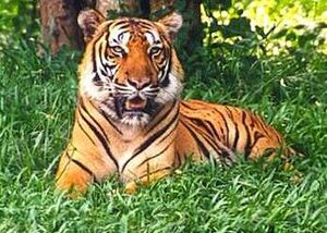Tigre.jpg