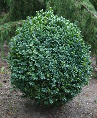Buxus sempervirens