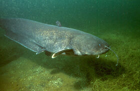 Silurus glanis.jpg
