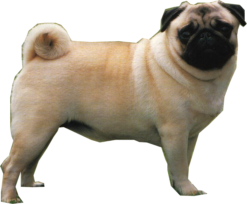 pug wiki image pug png fantendo nintendo fanon wiki fandom powered by wikia pug wiki image pug png fantendo nintendo fanon wiki fandom powered by wikia