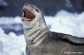 File:Leopard Seal.jpg