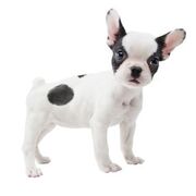 300px-French Bulldog Nintendog