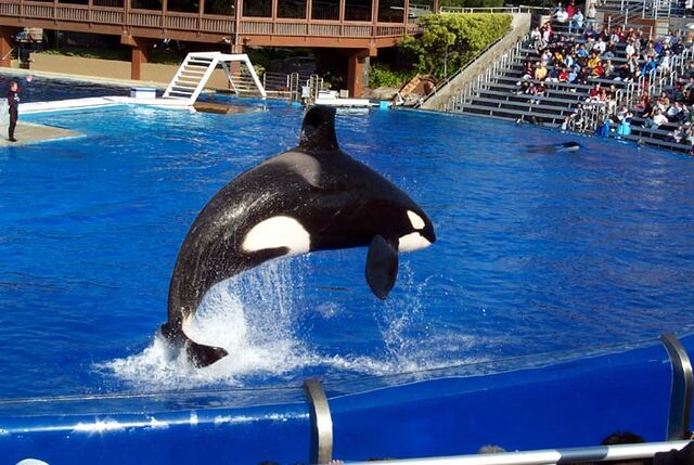 File:Shamu.jpg
