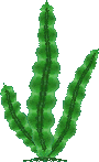File:SeaWeed.PNG