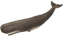 File:Whale.jpg