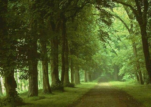 File:Floresta-2.jpg