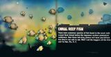 Coral Reef Fish