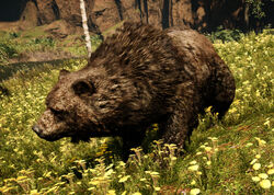 Höhlenbär 1.jpg