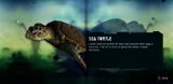 Sea Turtle