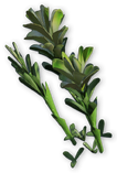 FC3 cutout arrowroot