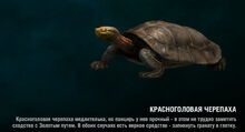 RedCrownedTurtle page