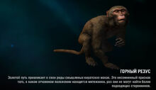 AssamMacaque page