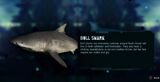 Bull Shark