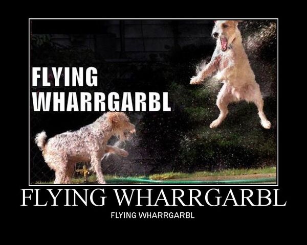 File:Flying wharrgarbl.jpg