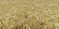 Barley ripe