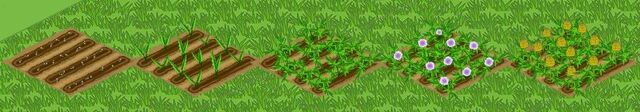 File:Celery Growth.jpg